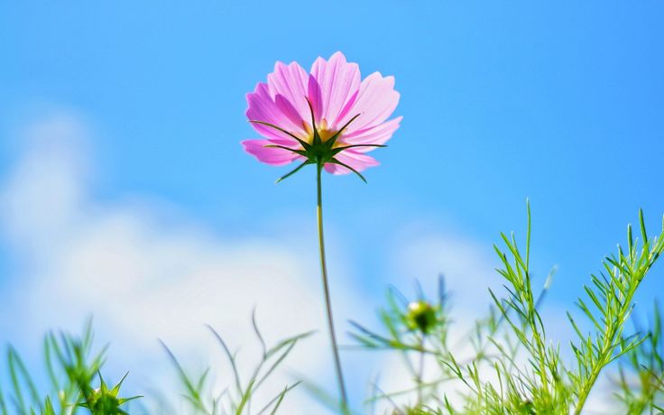 Chia sẻ hơn 64 về hình ảnh hoa đẹp nhất hay nhất - cdgdbentre.edu.vn