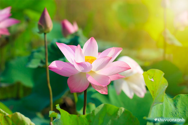 Hoa Sen hồng - Giải mã vẻ đẹp và ý nghĩa biểu tượng Quốc hoa Việt Nam